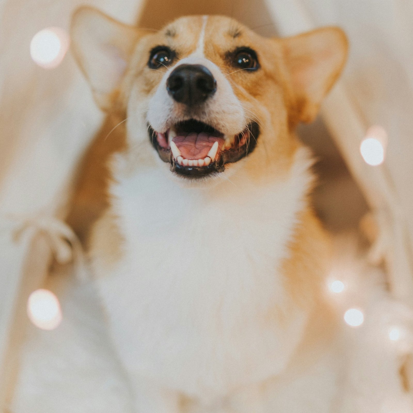 photo of a welsh corgi with mouth open and fairy lights in background